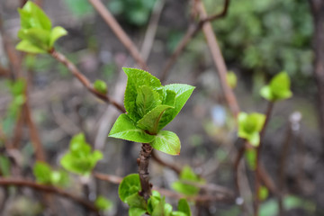 Spring buds of leaves on a thin brown twig. Blurred background