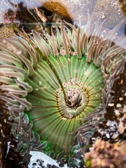 Anemone in the water. Tube-dwelling anemones. Sea animals close up. Ensenada. Baja California. Mexico.