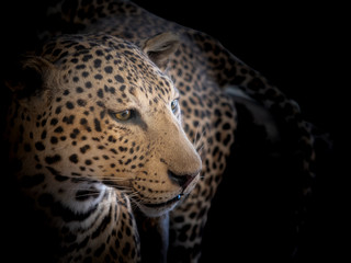 Closeup of a beautiful leopard head with a dark background