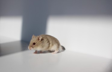 Dwarf Hamster on White Background