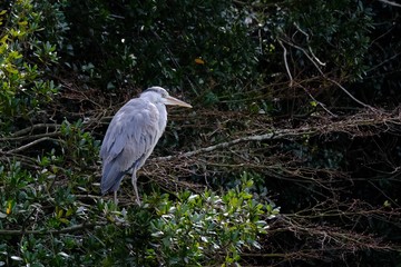 gray heron on branch