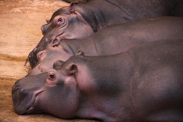 Leżące hipopotamy