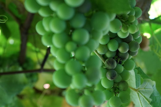 uvas verdes