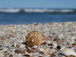 shell on the beach