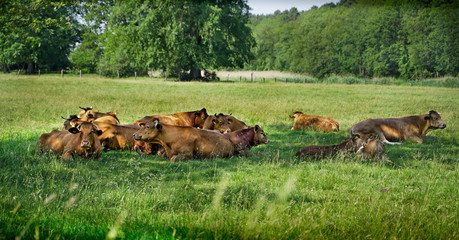 Cows on the grass