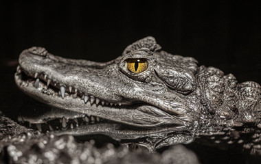 Fototapeta premium head of a crocodile