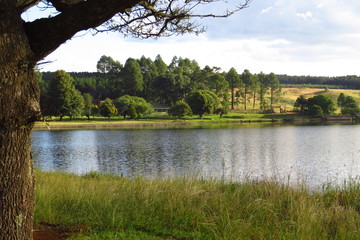 Late afternoon sun on trees beside a tranquil country dam