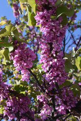 Tiny beautiful pink flowers of red acacia