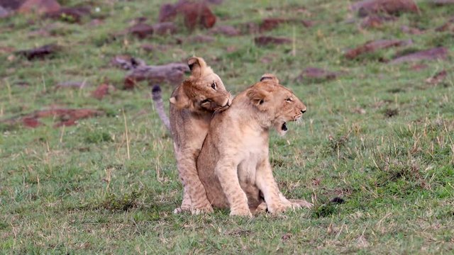 Two cute one year old lion cub siblings play fighting then walking away in grasslands of Maasai Mara National Reserve in Kenya, Africa