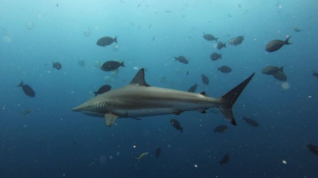 Sharks underwater - Wildlife scene Scuba diving in Maldivas