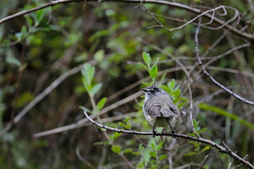 TUFTED TIT-TYRANT (Anairetes parulus) beautiful specimen in the wild, perched on the branches hiding. Huancayo-Peru