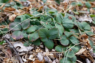 Strawberry  plant in early spring.