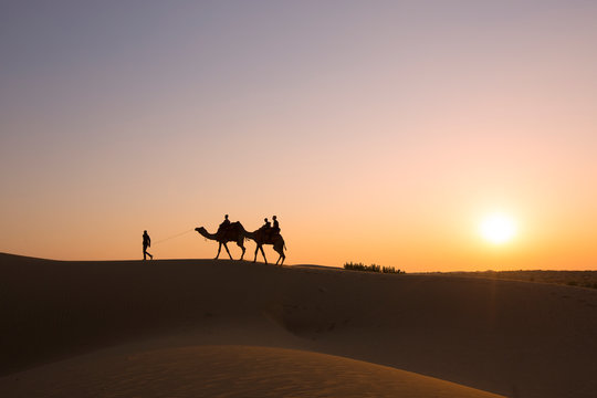 Silhouette of camels in the desert on a sunset background