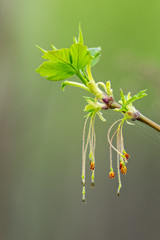Fototapeta premium Young tender green leaves and maple flowers in the first warm spring days. The background is blurry.