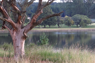A dead tree next to a peaceful country dam
