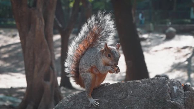 ARDILLA COMIENDO UNA NUEZ EN EL PARQUE