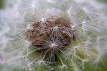 Close up of a dandelion head, Taraxacum, with a natural green background