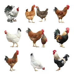 Gordijnen Collage with chickens and roosters on white background © New Africa