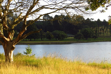 A dead tree by a dam catches the late afternoon sun while the opposite side is in shadow.