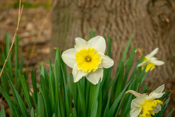 A Single Bright Yellow Tulip Against a Tree