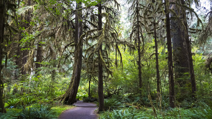 a trail at hoh rainforest in the olympic national park of the us pacific northwest