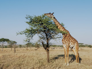 wide view of a giraffe feeding on acacia leaves at serengeti national park