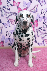 White and liver spotted Dalmatian dog posing indoors sitting on a pink fluffy carpet on a wallpaper background with butterflies