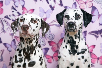 The portraits of two Dalmatian dogs (liver spotted and black spotted) posing together indoors on a pink wallpaper background with butterflies