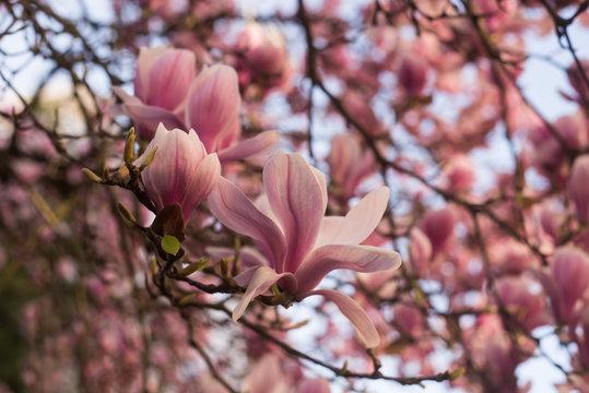 Closeup of magnolia blossom at spring in a public garden