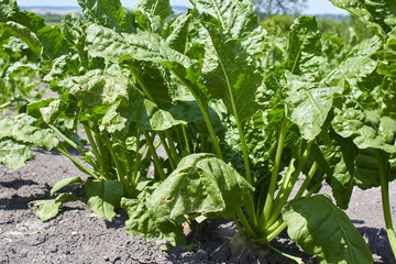 green beets in the ground,growing sugar beets on the field in agriculture