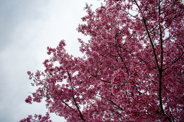 A Pink Cherry Blossom Tree Against a Cloudy Gray Sky