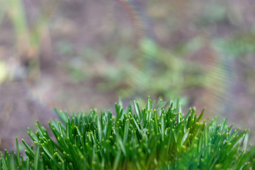 young green sprouts of leaves and stems of the first spring flowers on a blurred background in the spring forest