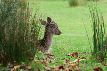 Fawn hiding
