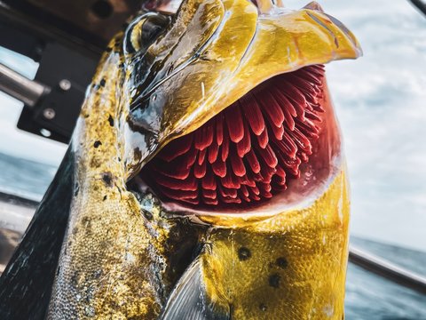 Mahi Mahi fish. Fishing in the Pacific ocean. Fish gills. Dorado Fish.