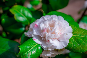 camellia  spring flower in park