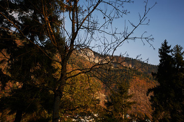 Fototapeta na wymiar Mountain peaking through the branches