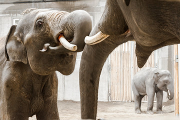 Fighting of young Asian elephant bulls in a house