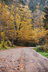 Fototapeta premium Walking path in the national park