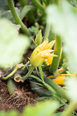 Fototapeta na wymiar Yellow zucchini flower