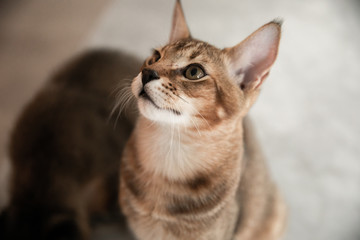 Beautiful and rare Chausie cat