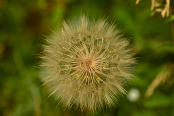 on a summer sunny day. Big dandelion salsify, Latin Tragopogon . close-up