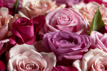 rose
