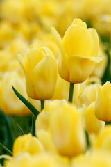 W ogrodzie zakwitły żółte tulipany - obrazy, fototapety, plakaty