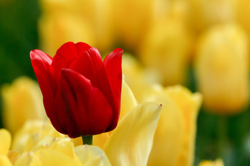 Uprawa tulipanów - obrazy, fototapety, plakaty
