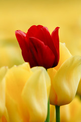 Tulipan na żółtym tle - obrazy, fototapety, plakaty