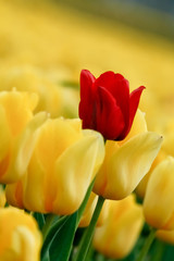 Czerwony tulipan wśród żółtych kwiatów - obrazy, fototapety, plakaty