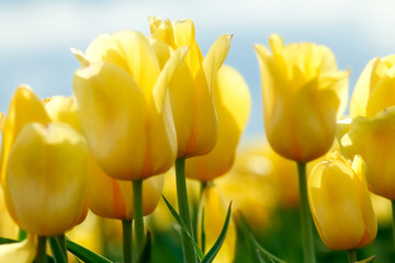 Piękne żółte tulipany w wiosennym ogrodzie