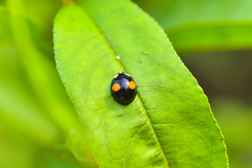 Close-ups of different insects inhabiting wild plants