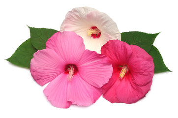 Three hibiscus red, white and pink colors with leaf isolated on white background. Bouquet of tropical flowers. Flat lay, top view. Macro, object