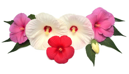 Hibiscus red, white and pink colors with leaves isolated on white background. Bouquet of tropical flowers. Flat lay, top view. Macro, object